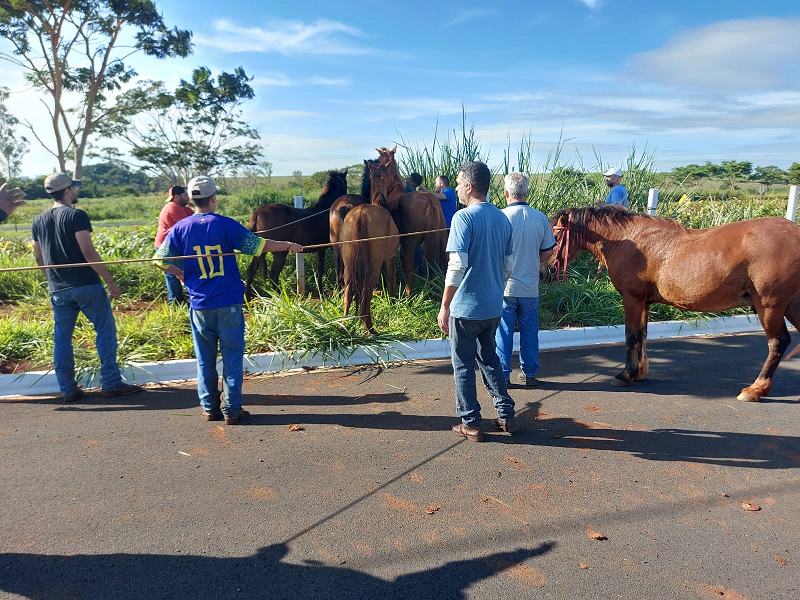 Pirassununga inicia operação para retirada de cavalos soltos nas ruas