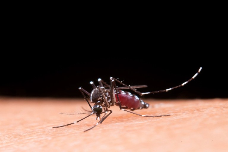 Com mais de 2 mil casos, Pirassununga confirma segunda morte por dengue em 2024