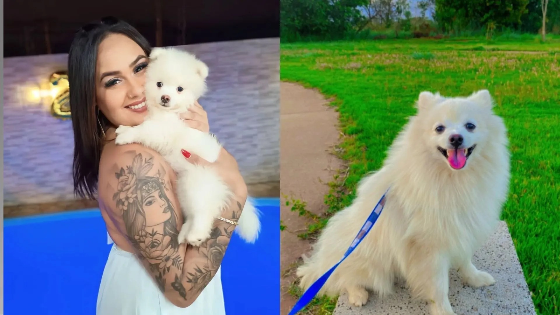 Vídeo: homem mata cachorro da ex por não aceitar término em Porto Ferreira