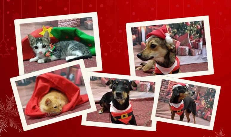 Porto Ferreira promove “Natal Animal” com adoção de cães e gatos