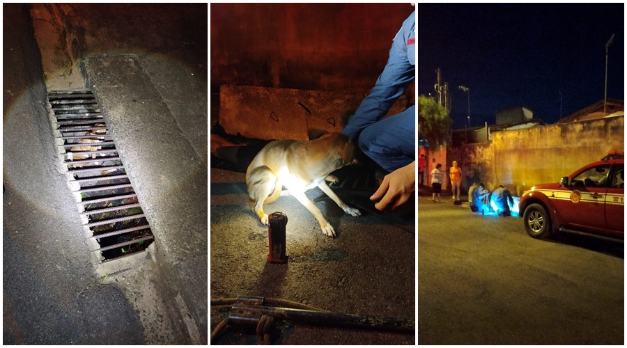 Cadela é resgatada de dentro de bueiro em Pirassununga após horas presa