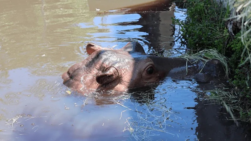 Hipopótamo Juninho adoece e visitas ao parque em Leme são suspensas