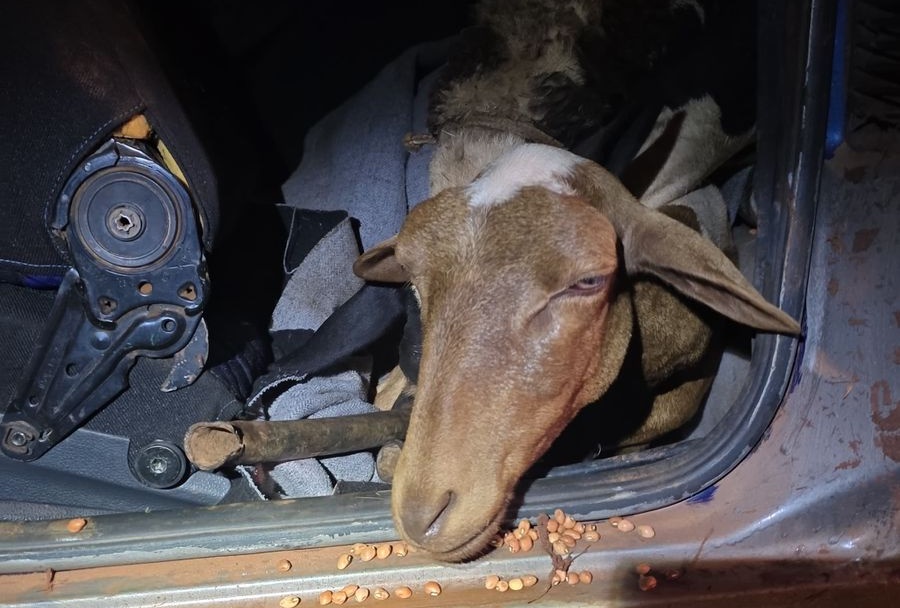PM flagra furto inusitado: suspeito transportava carneiros roubados