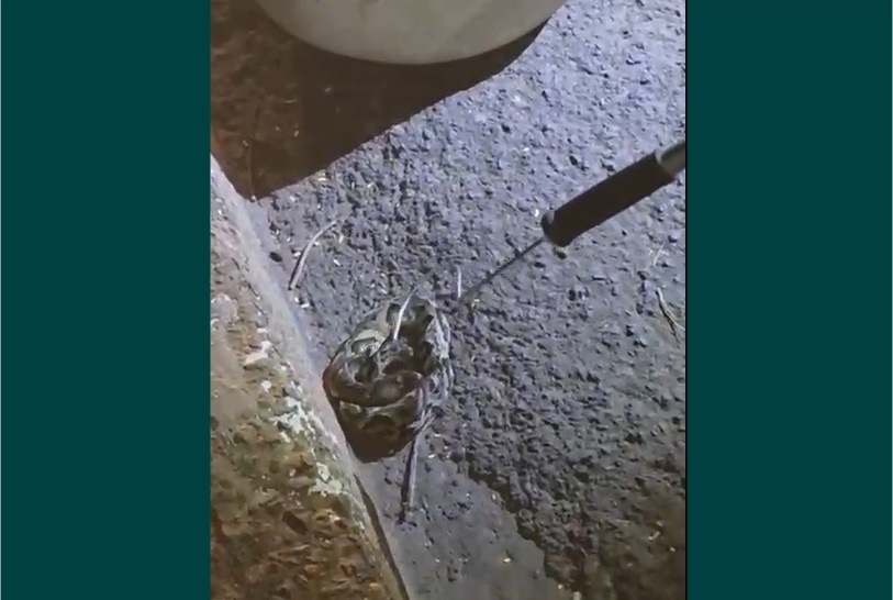 VÍDEO: Jararaca é capturada pela GCM em frente a escola em Pirassununga