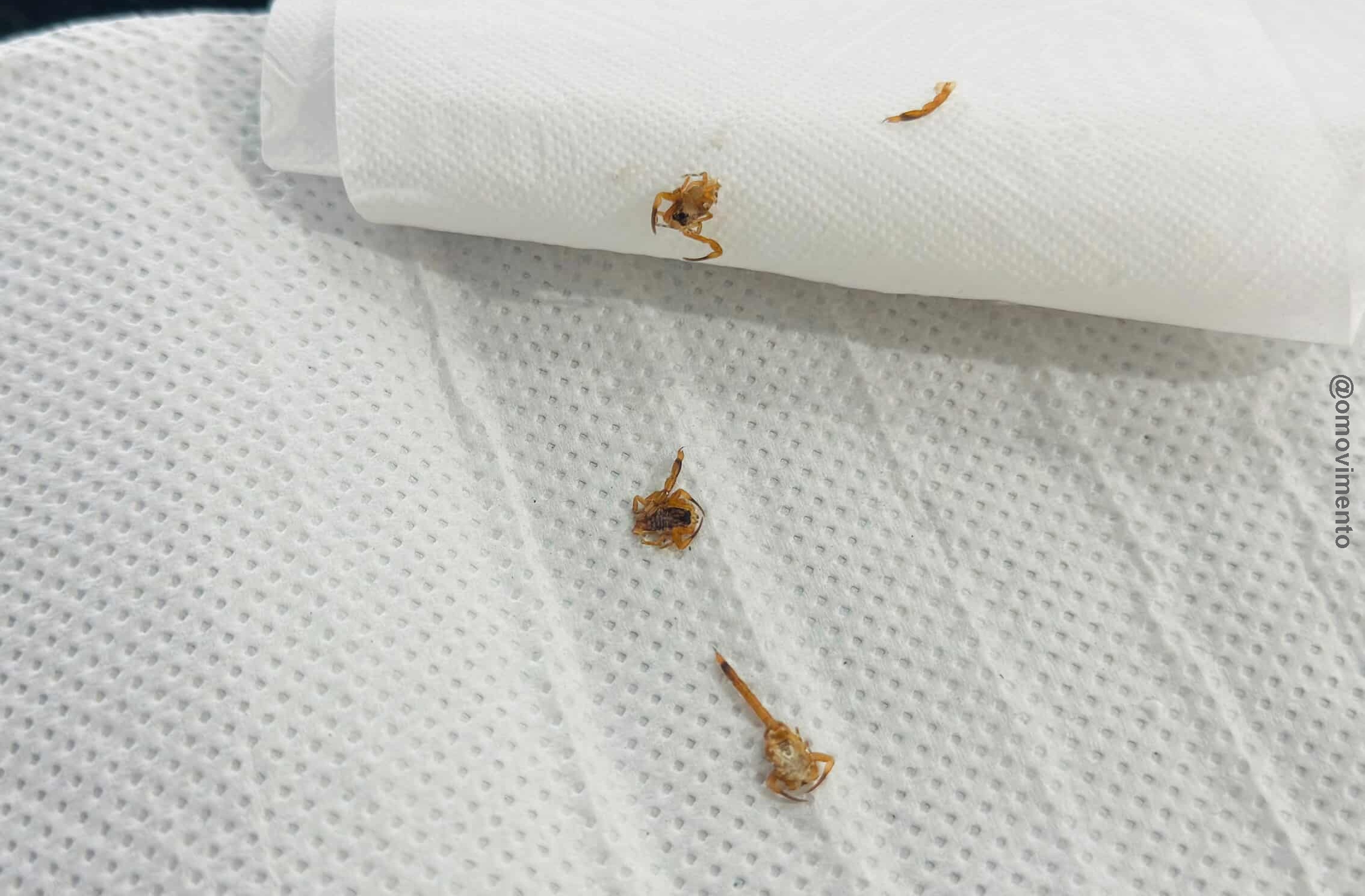 Mesmo após dedetização, escorpiões assustam moradora em Pirassununga