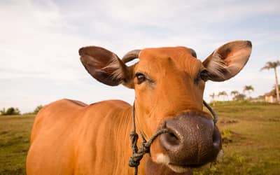 Boi gordo hoje: confira as cotações para esta terça-feira (24)