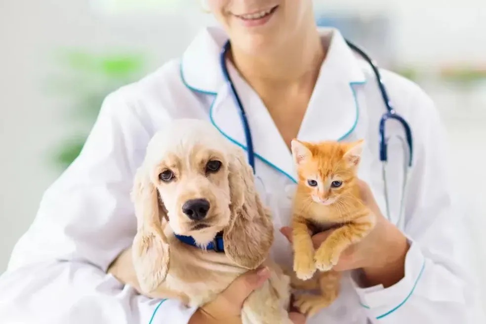 Pirassununga abre inscrições para campanha gratuita de castração de cães e gatos; cidade terá 1 mil vagas