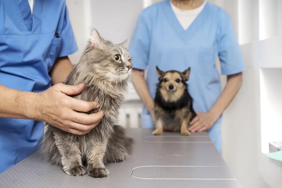 Castração animal em Pirassununga dependerá de cadastro online no Gov.br