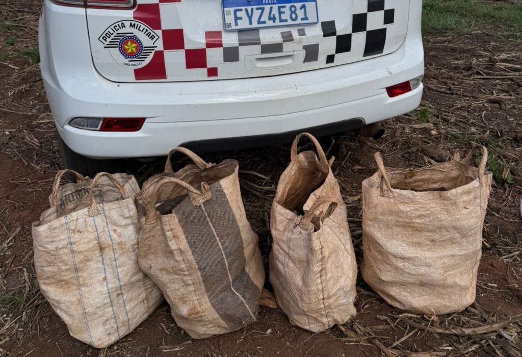 “Ladrão de mandioca” foge da PM, ameaça funcionário e acaba preso em área rural de Pirassununga