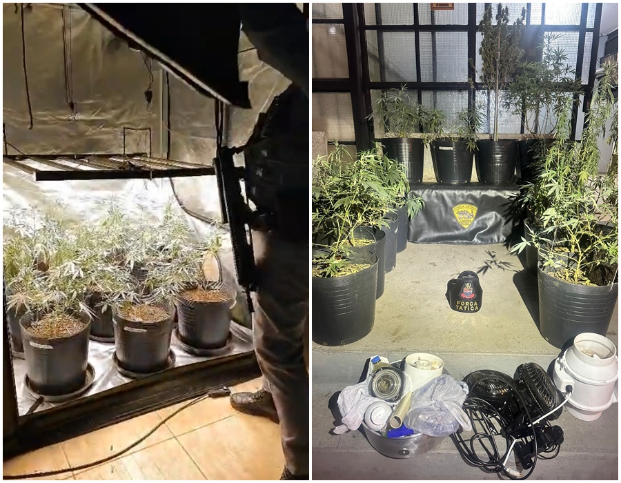 Estufa de maconha é descoberta pela Polícia Militar em casa de Pirassununga