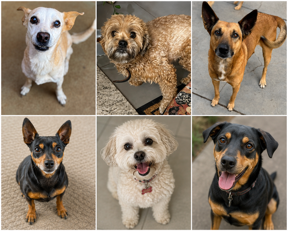 Projeto “Me Adota” leva cães para feira de adoção neste sábado em Descalvado