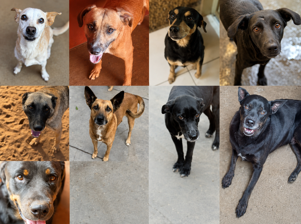 Feira de adoção reúne cães resgatados das rodovias; saiba como participar