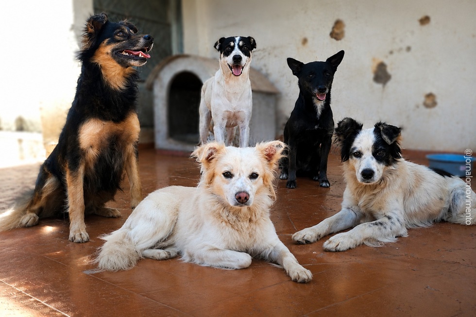 Após perderem o tutor, cães dóceis aguardam por um novo lar cheio de amor e cuidado