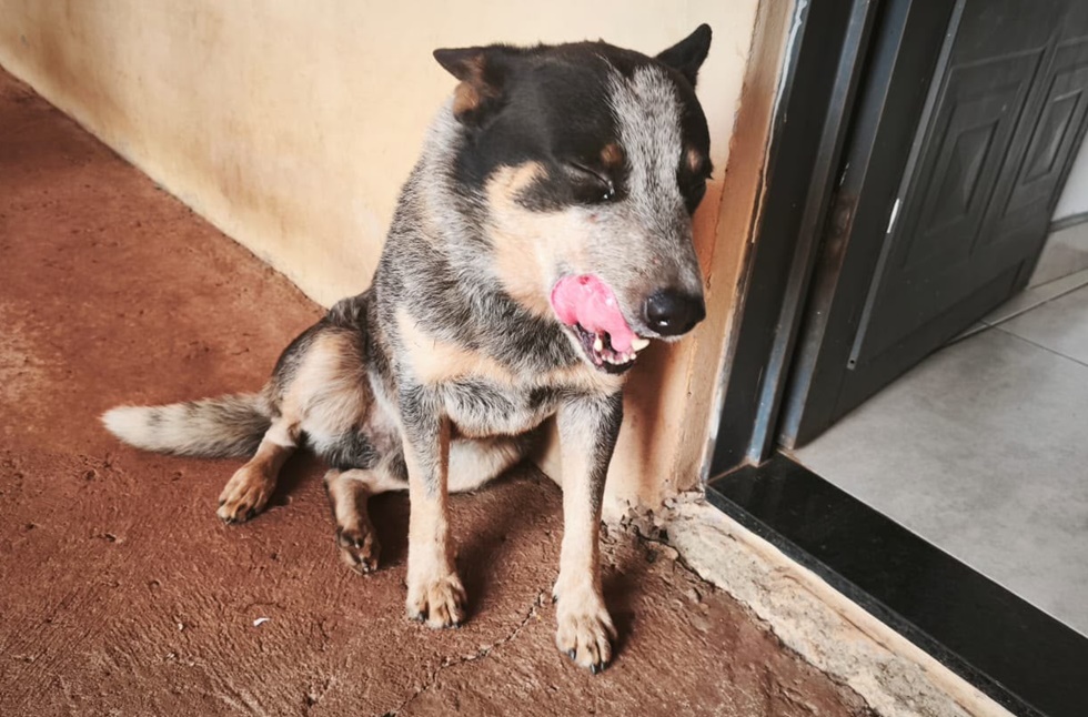 Homem é preso após ser flagrado agredindo cachorro em rua de Pirassununga