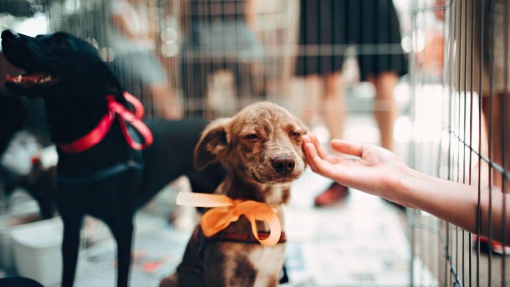 Porto Ferreira realiza feira de adoção com cães e gatos resgatados neste sábado (8)