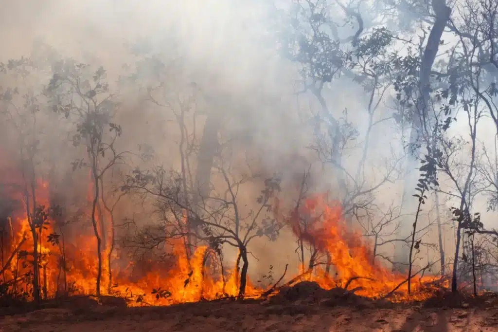 Defesa Civil alerta para onda de calor e risco de queimadas em SP; região de Pirassununga pode chegar a 35°C