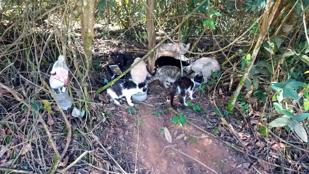 16 gatos são resgatados perto de parque em Porto Ferreira; dona leva multa de R$ 54 mil