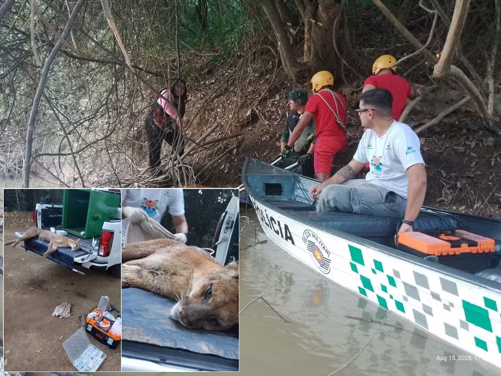 Onça-parda resgatada em Pirassununga morre após ser atingida por dezenas de chumbinhos