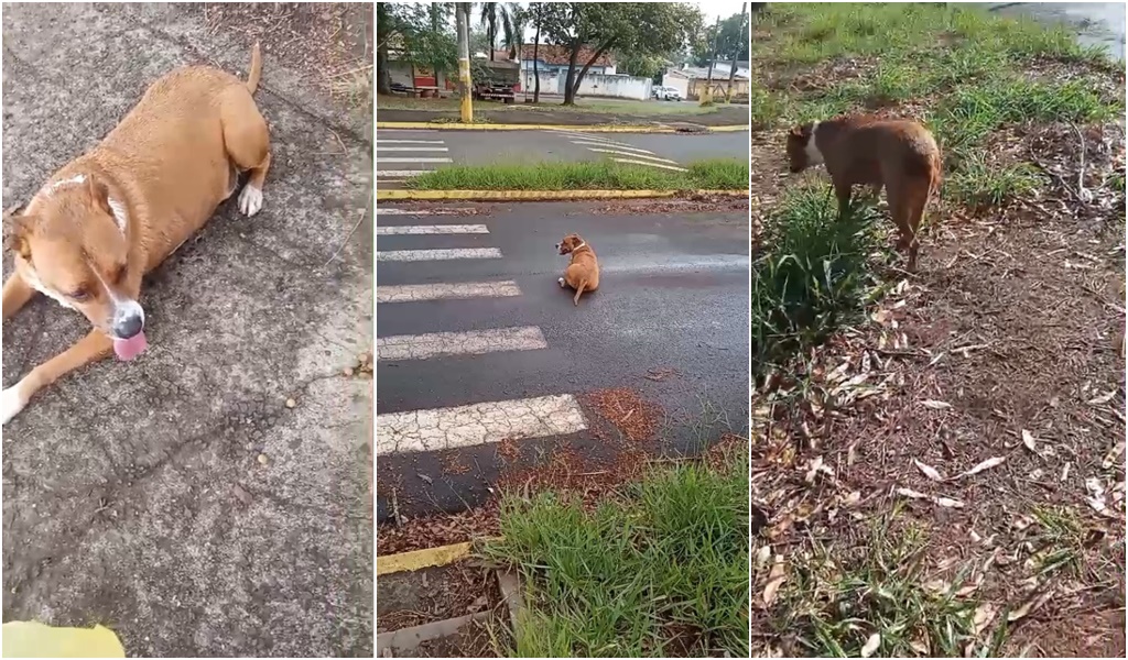 Moradora denuncia cachorro ferido no Jardim Planalto e cobra providências em Pirassununga
