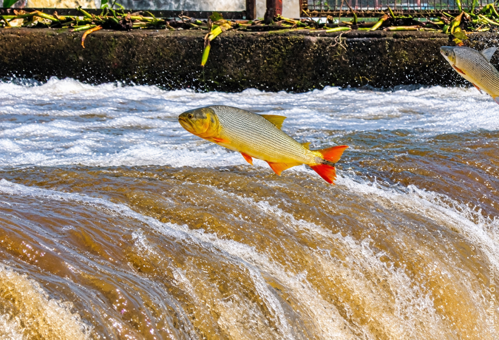 Piracema começa domingo e proíbe pesca em trechos do Rio Mogi Guaçu